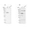 BAI1 Associated Protein 2 antibody, NBP1-88711, Novus Biologicals, Western Blot image 