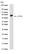 Ribosomal Protein S6 Kinase B1 antibody, 701261, Invitrogen Antibodies, Western Blot image 