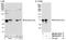 Nuclear Receptor Coactivator 5 antibody, NB100-2571, Novus Biologicals, Western Blot image 