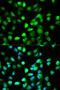 Transcription Factor 4 antibody, LS-C331289, Lifespan Biosciences, Immunofluorescence image 