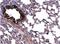 ATP Synthase F1 Subunit Alpha antibody, NBP2-15512, Novus Biologicals, Immunohistochemistry paraffin image 