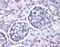 Wnt Family Member 9B antibody, orb86425, Biorbyt, Immunohistochemistry paraffin image 