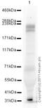 Kinase Insert Domain Receptor antibody, ab39256, Abcam, Western Blot image 