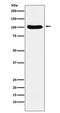 Chromosome Segregation 1 Like antibody, M04496-1, Boster Biological Technology, Western Blot image 