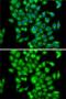 COP9 Signalosome Subunit 3 antibody, GTX33109, GeneTex, Immunofluorescence image 
