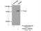 Adenosine Monophosphate Deaminase 3 antibody, 23997-1-AP, Proteintech Group, Immunoprecipitation image 