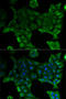 Solute Carrier Family 34 Member 1 antibody, LS-C748674, Lifespan Biosciences, Immunofluorescence image 