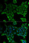 NaPi-2a antibody, LS-C748674, Lifespan Biosciences, Immunofluorescence image 