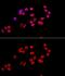 X-Ray Repair Cross Complementing 5 antibody, GTX33290, GeneTex, Immunocytochemistry image 