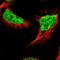 RERG Like antibody, NBP1-82115, Novus Biologicals, Immunofluorescence image 