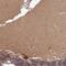 Pseudouridine Synthase 1 antibody, NBP2-13831, Novus Biologicals, Immunohistochemistry frozen image 