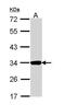 Annexin A4 antibody, PA5-34817, Invitrogen Antibodies, Western Blot image 