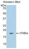 Retinoic Acid Receptor Responder 2 antibody, LS-C293294, Lifespan Biosciences, Western Blot image 