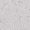 Matrilin 1 antibody, HPA028580, Atlas Antibodies, Immunohistochemistry frozen image 