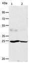 FGF7 antibody, PA5-49715, Invitrogen Antibodies, Western Blot image 