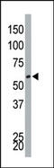 Dual Specificity Tyrosine Phosphorylation Regulated Kinase 4 antibody, AP14167PU-N, Origene, Western Blot image 