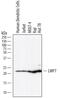 Proteasome Subunit Beta 8 antibody, AF7710, R&D Systems, Western Blot image 