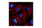 Centromere Protein A antibody, 2186P, Cell Signaling Technology, Immunofluorescence image 