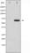 Paxillin antibody, abx011423, Abbexa, Western Blot image 