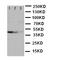 Cullin 2 antibody, LS-C313012, Lifespan Biosciences, Western Blot image 