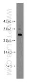 Ubiquitin Domain Containing 2 antibody, 13172-1-AP, Proteintech Group, Western Blot image 