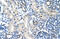 Loricrin antibody, 29-635, ProSci, Western Blot image 
