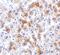 SCO Cytochrome C Oxidase Assembly Protein 2 antibody, NBP1-77274, Novus Biologicals, Immunohistochemistry paraffin image 