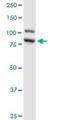 Interleukin Enhancer Binding Factor 3 antibody, H00003609-B01P, Novus Biologicals, Western Blot image 