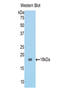 Beta-N-Acetylglucosaminidase antibody, LS-C299434, Lifespan Biosciences, Western Blot image 