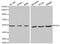 Protein Interacting With PRKCA 1 antibody, MBS127804, MyBioSource, Western Blot image 