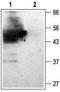 Potassium Voltage-Gated Channel Subfamily J Member 15 antibody, TA328957, Origene, Western Blot image 