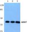 Alcohol Dehydrogenase 7 (Class IV), Mu Or Sigma Polypeptide antibody, A04397, Boster Biological Technology, Western Blot image 