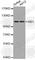 RB Transcriptional Corepressor 1 antibody, A0003, ABclonal Technology, Western Blot image 