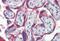Platelet Derived Growth Factor Subunit B antibody, NBP1-52533, Novus Biologicals, Immunohistochemistry paraffin image 