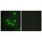 Homeobox protein SIX6 antibody, PA5-49779, Invitrogen Antibodies, Immunofluorescence image 