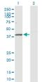 Exo/Endonuclease G antibody, H00009941-D01P, Novus Biologicals, Western Blot image 