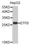Electron Transfer Flavoprotein Subunit Beta antibody, MBS129227, MyBioSource, Western Blot image 