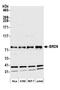 Bromodomain Containing 9 antibody, A303-781A, Bethyl Labs, Western Blot image 