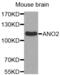 Anoctamin 2 antibody, abx002656, Abbexa, Western Blot image 