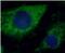 Keratin-1 antibody, FNab02211, FineTest, Immunofluorescence image 