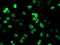 Peptidyl Arginine Deiminase 4 antibody, M01353, Boster Biological Technology, Immunofluorescence image 
