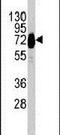 Cadherin 10 antibody, PA5-11557, Invitrogen Antibodies, Western Blot image 