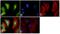 Polo Like Kinase 1 antibody, 33-1700, Invitrogen Antibodies, Immunofluorescence image 