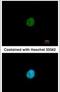 Zinc finger protein SNAI3 antibody, PA5-31970, Invitrogen Antibodies, Immunofluorescence image 