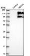 Histone Deacetylase 6 antibody, HPA026321, Atlas Antibodies, Western Blot image 