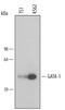 GATA Binding Protein 1 antibody, MAB17791, R&D Systems, Western Blot image 