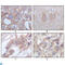 Serine/Threonine/Tyrosine Kinase 1 antibody, LS-C814061, Lifespan Biosciences, Western Blot image 