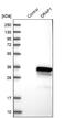 DR1 Associated Protein 1 antibody, NBP1-81008, Novus Biologicals, Western Blot image 