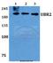 Ubiquitin Protein Ligase E3 Component N-Recognin 2 antibody, A05812, Boster Biological Technology, Western Blot image 