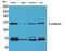 Cadherin 6 antibody, A06353, Boster Biological Technology, Western Blot image 